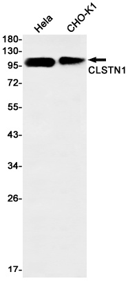 CLSTN1 Rabbit Monoclonal Antibody