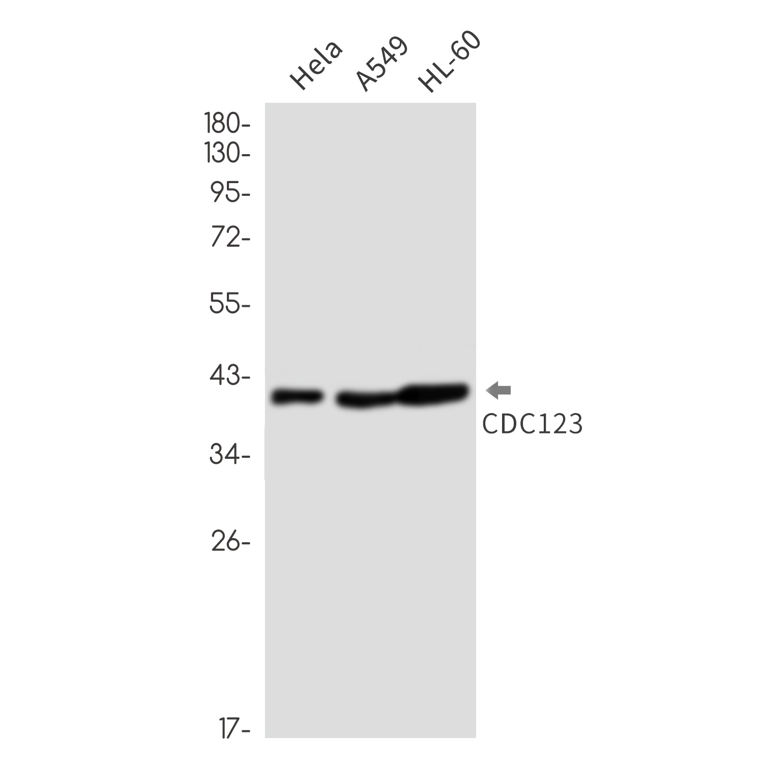 [KO] CDC123 Rabbit mAb