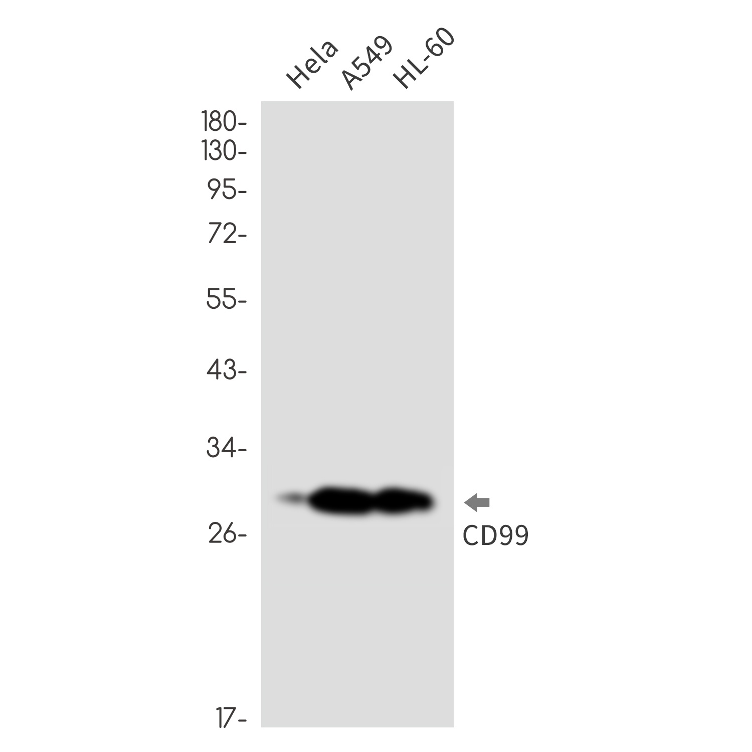 CD99 Rabbit Monoclonal Antibody