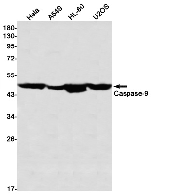 [KD] Caspase 9 Rabbit mAb