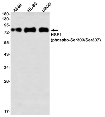 [KO] Phospho-HSF1 (Ser303/Ser307) Rabbit mAb