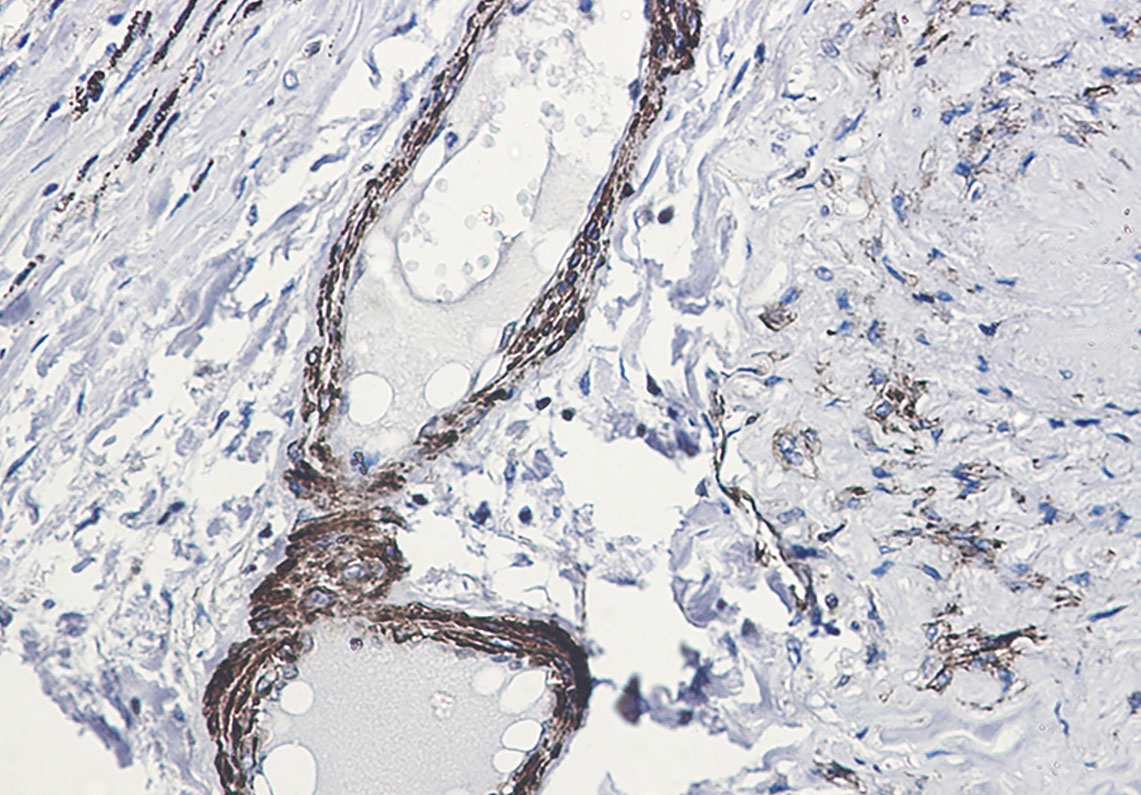 Phospho-beta Arrestin 1 (Ser412) Rabbit Monoclonal Antibody