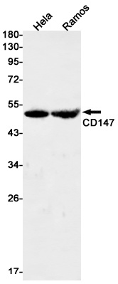 [KD] CD147 Rabbit mAb