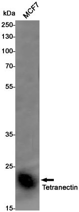 Tetranectin Rabbit Monoclonal Antibody