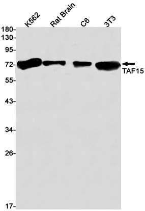 [KO] TAF15 Rabbit mAb