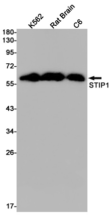 STIP1/STI1 Rabbit Monoclonal Antibody