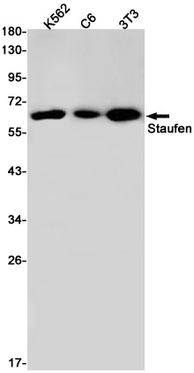 [KO] Staufen Rabbit mAb