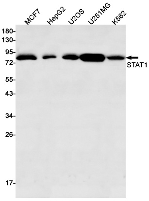 STAT1 Rabbit mAb