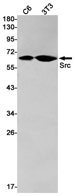 [KD] Src Rabbit mAb