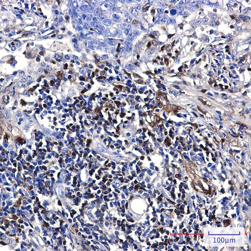 S100A4 Rabbit Monoclonal Antibody