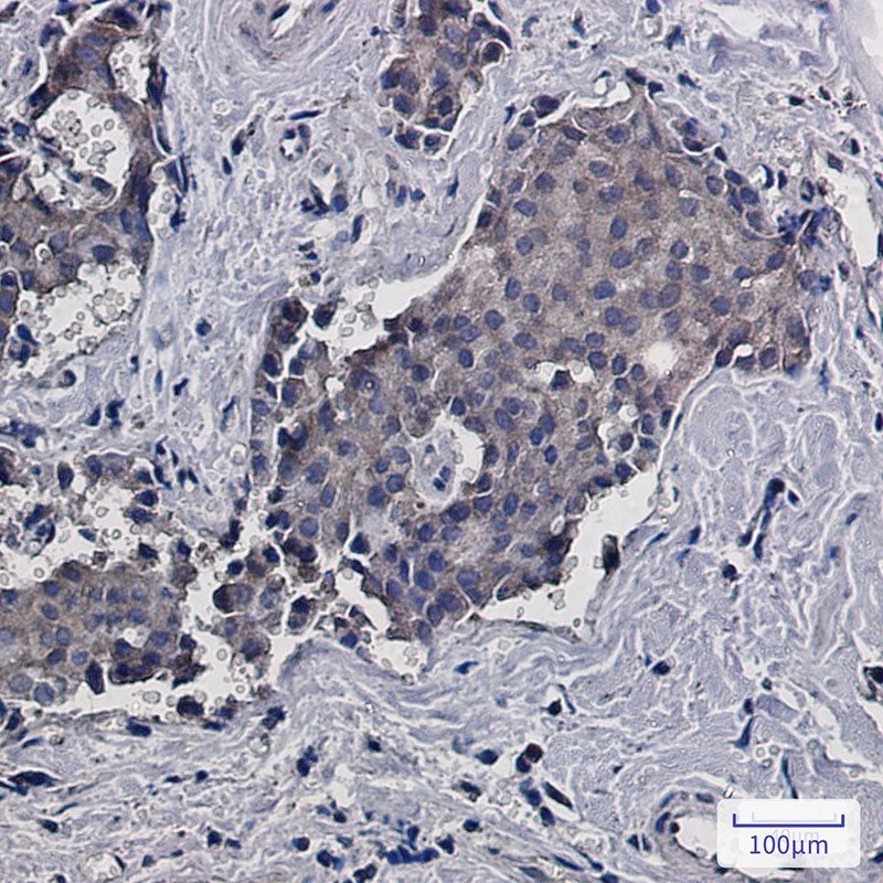 RACK1 Rabbit Monoclonal Antibody