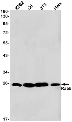 [KO] Rab5 Rabbit mAb