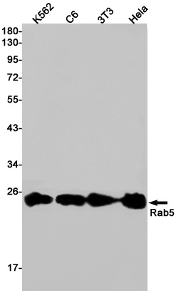 [KD] Rab5 Rabbit mAb