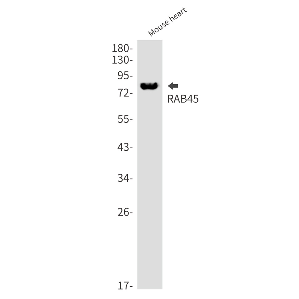 RASEF Antibody