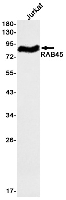 RASEF Antibody
