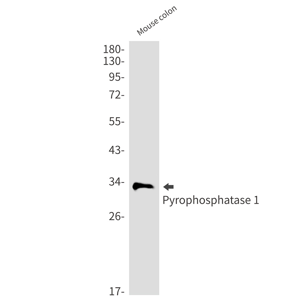 PPA1 Antibody