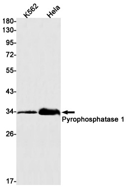 PPA1 Antibody