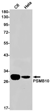 [KO] PSMB10 Rabbit mAb