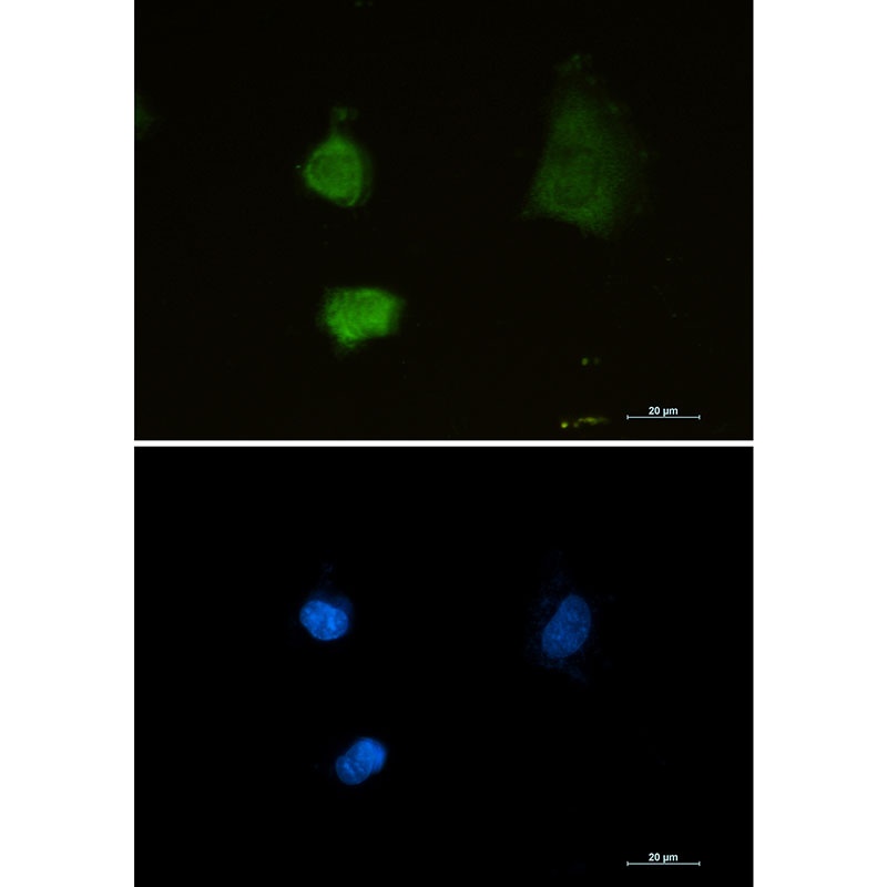 PSMA2 Antibody