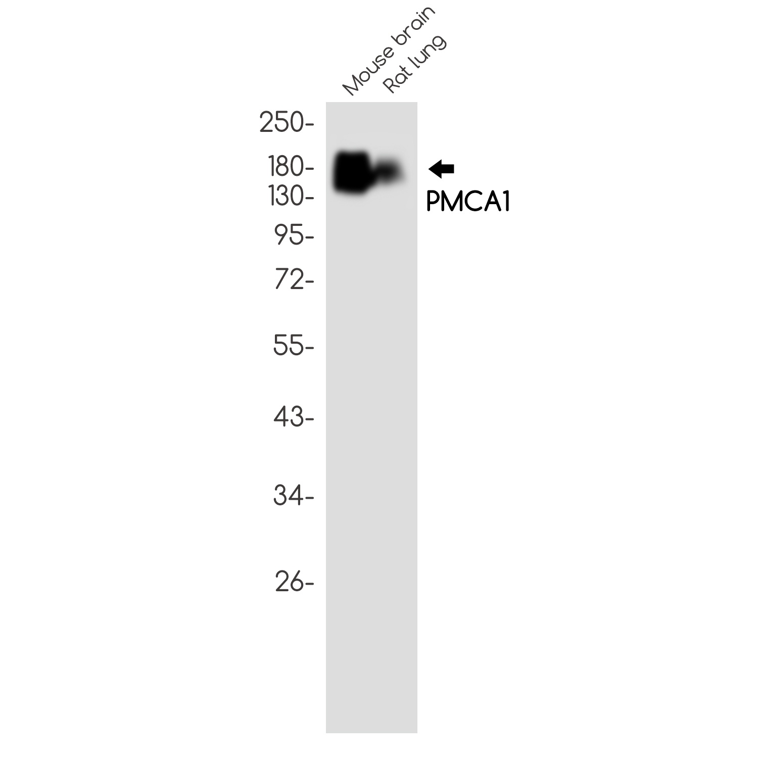 PMCA1 Rabbit Monoclonal Antibody