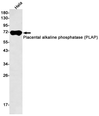 [KO] Placental Alkaline Phosphatase Rabbit mAb
