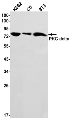 [KD] PKC delta Rabbit mAb