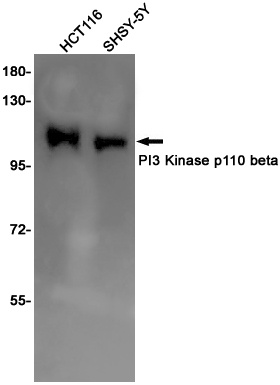 [KO] PI3 Kinase p110 beta Rabbit mAb