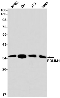 PDLIM1 Antibody