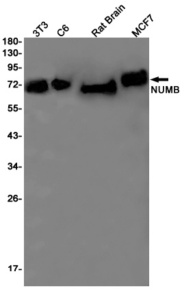 [KO] NUMB Rabbit mAb