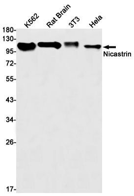 [KD] Nicastrin Rabbit mAb