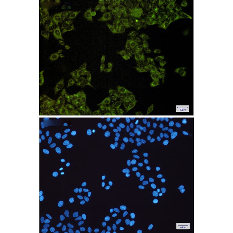 MST4 Rabbit Monoclonal Antibody