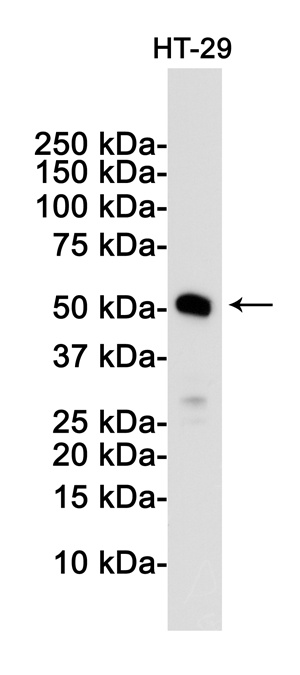[KD] MLKL Rabbit mAb