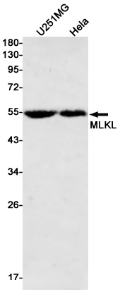 [KD] MLKL Rabbit mAb