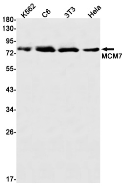 [KO] MCM7 Rabbit mAb