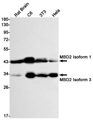 [KD] MBD2 Rabbit mAb