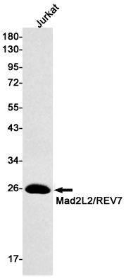 [KO] MAD2L2 Rabbit mAb