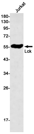 Lck Rabbit Monoclonal Antibody