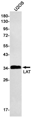 [KO] LAT Rabbit mAb
