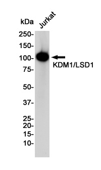 KDM1/LSD1 Rabbit Monoclonal Antibody