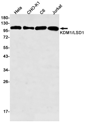 KDM1/LSD1 Rabbit Monoclonal Antibody