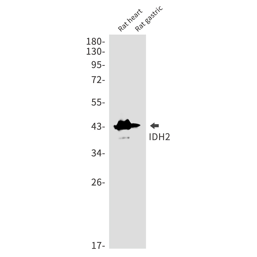 IDH2 Antibody