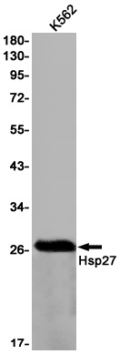Hsp27 Rabbit mAb