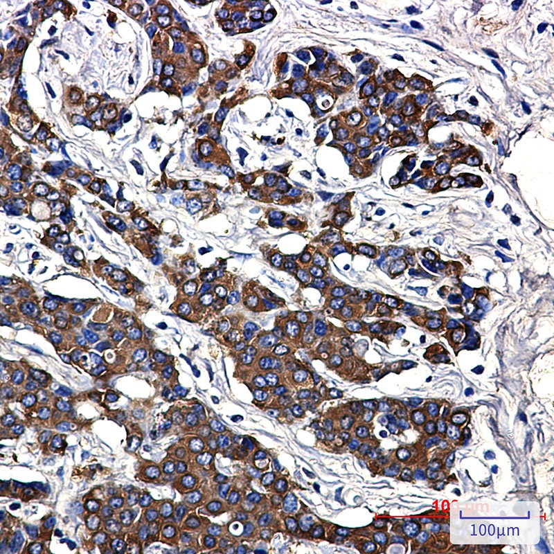 Hsp27 Rabbit mAb
