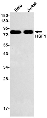 [KO] Hsf1 Rabbit mAb