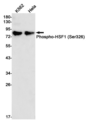 [KO] Phospho-HSF1 (Ser326) Rabbit mAb