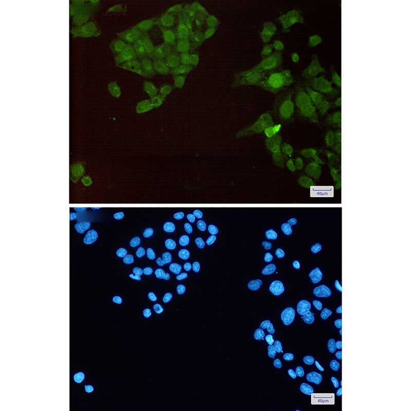 [KO] Phospho-HSF1 (Ser326) Rabbit mAb