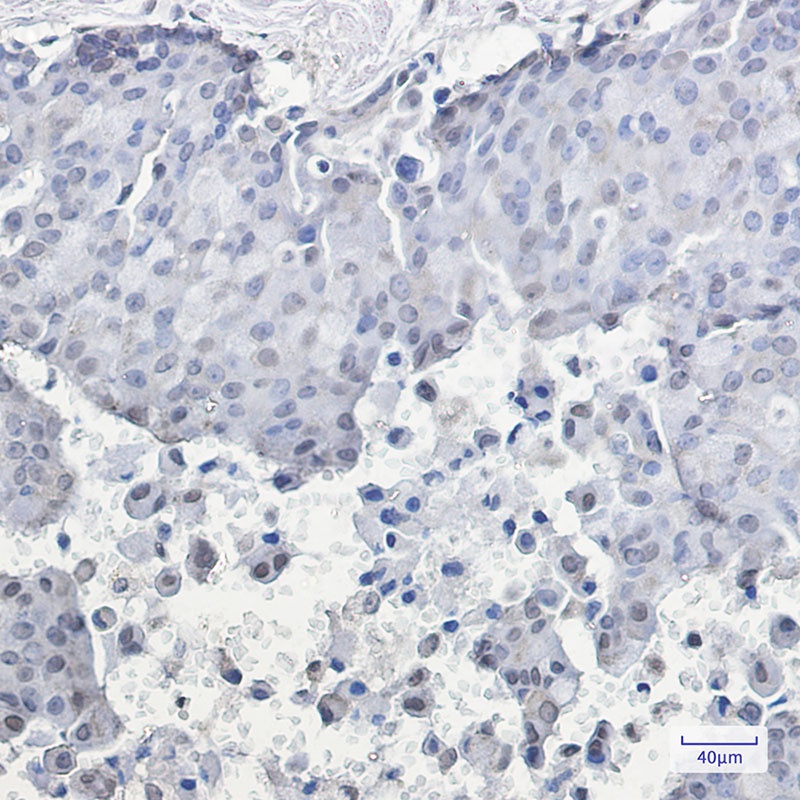 [KO] Phospho-HSF1 (Ser326) Rabbit mAb