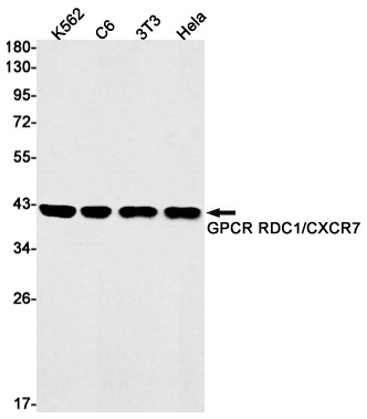 RDC1 Rabbit mAb