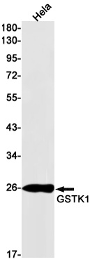 GSTK1 Rabbit mAb