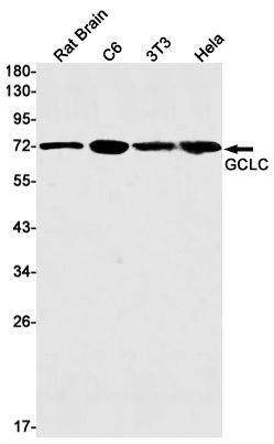 [KO] GCLC Rabbit mAb